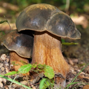 Boletus Aerus