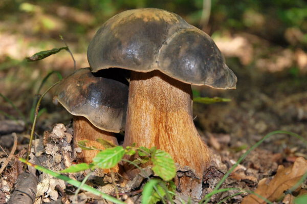 Boletus Aerus