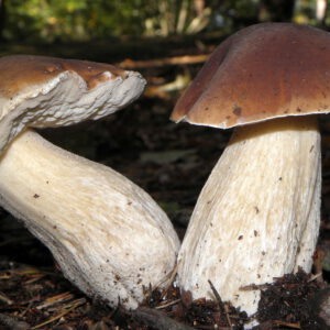 Boletus Edulis