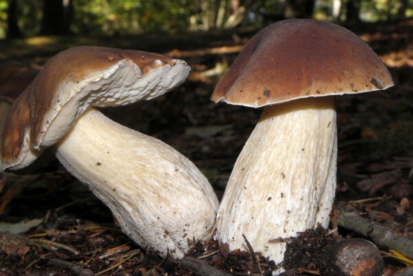 Boletus Edulis
