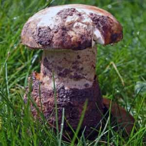 Amanita Ponderosa