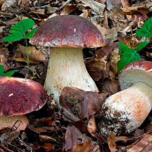 Boletus Pinícola