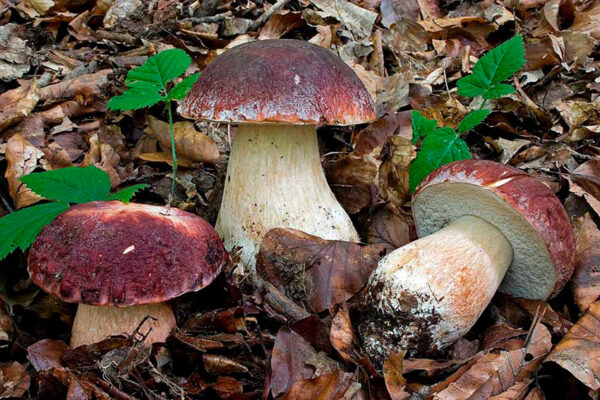 Boletus Pinícola