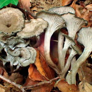 Trompeta Gris