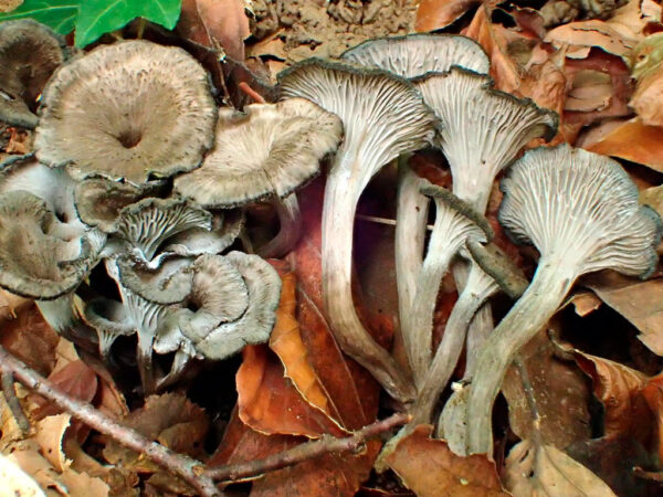 Trompeta Gris